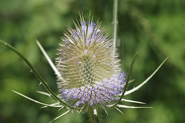 Common Teasel France, Grote kaardebol Frankrijk stock-image by Agami/Jacques van der Neut,