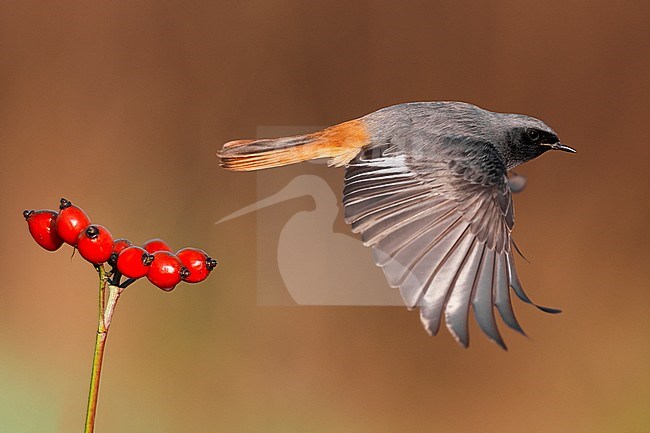 Mannetje Zwarte Roodstaart in vlucht, Male Black Redstart in flight stock-image by Agami/Daniele Occhiato,