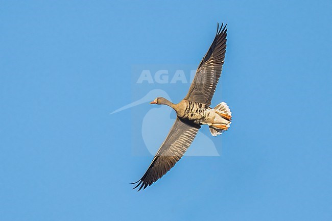 Adult
Colusa Co., CA
January 2023 stock-image by Agami/Brian E Small,