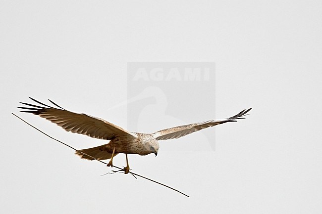 Bruine Kiekendief vliegend met tak; Western Marsh Harrier flying with branch stock-image by Agami/Wim Wilmers,