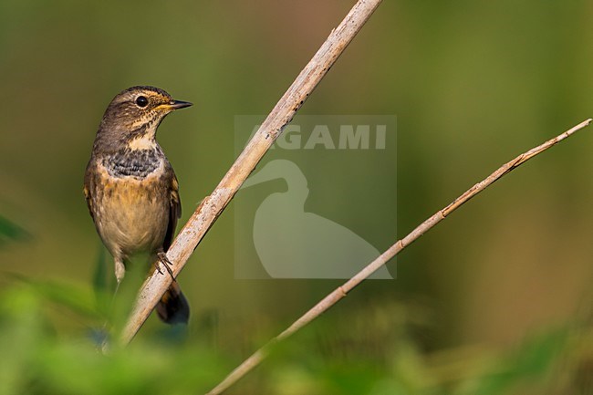 Blauwborst in winterkleed, White-spotted Bluethroat in winterplumage stock-image by Agami/Daniele Occhiato,