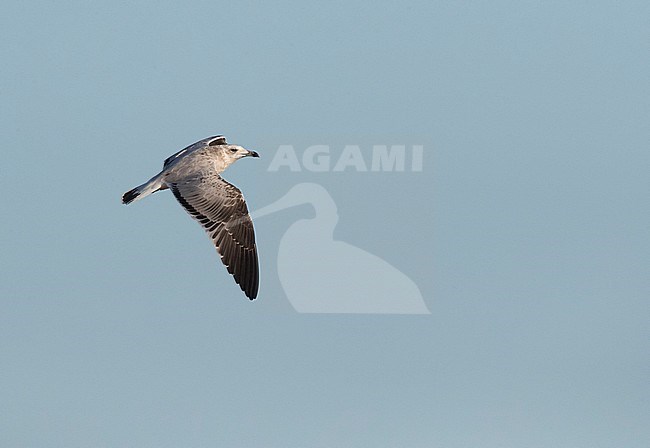 Second-winter Audouin's Gull (Ichthyaetus audouinii) in flight at the Ebro delta, Spain. stock-image by Agami/Marc Guyt,