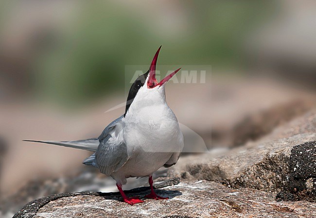 Arctic Tern - Küstenseeschwalbe - Sterna paradisaea, Germany, adult stock-image by Agami/Ralph Martin,