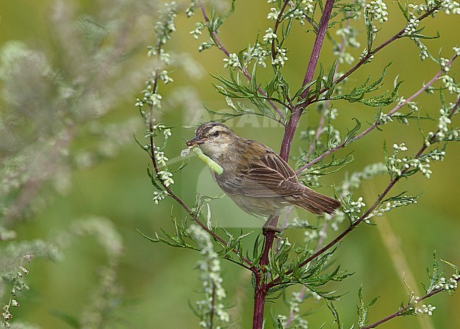 Sedge Warbler Finland
Ruokokerttunen Helsinki
Acrocephalus schoenobaenus stock-image by Agami/Tomi Muukkonen,