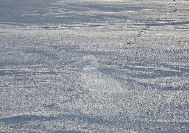 Alpensneeuwhoen sporen in de sneeuw, Rock Ptarmigan tracks in the snow stock-image by Agami/Markus Varesvuo,