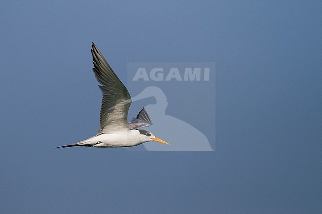 Lessser Crested Tern - Rüppellseeschwalbe - Thalasseus bengalensis ssp. bengalensis, Oman, 1st cy stock-image by Agami/Ralph Martin,