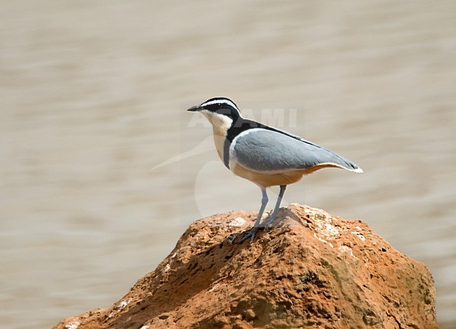Egyptian Plover; Krokodilwachter stock-image by Agami/Roy de Haas,
