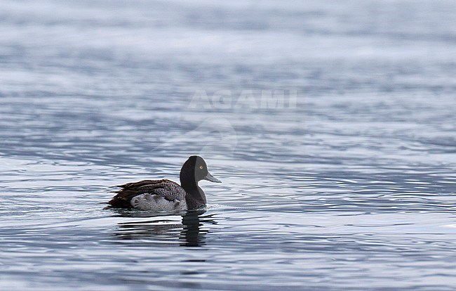 Male eclipse Lesser Scaup (Aythya affinis) on Resurrection Bay near Seward in Alaska, USA. stock-image by Agami/Edwin Winkel,