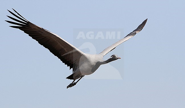 Jufferkraanvogel in vlucht; Demoiselle Crane (Anthropoides virgo) in flight stock-image by Agami/James Eaton,