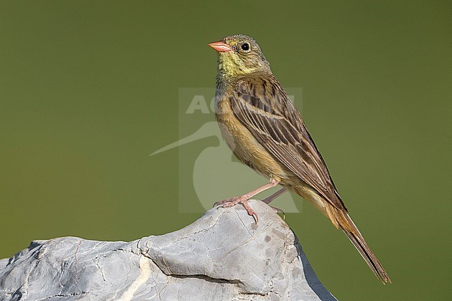 Volwassen Ortolaan; Adult Ortolan Bunting stock-image by Agami/Daniele Occhiato,