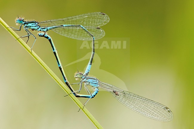 Variabele waterjuffers parend,Coenagrion pulchellum pair mating stock-image by Agami/Wil Leurs,