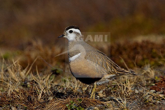 Volwassen vrouwtje Morinelplevier in broedgebied; Adult female Eurasian Dotterel on breeding ground stock-image by Agami/Daniele Occhiato,