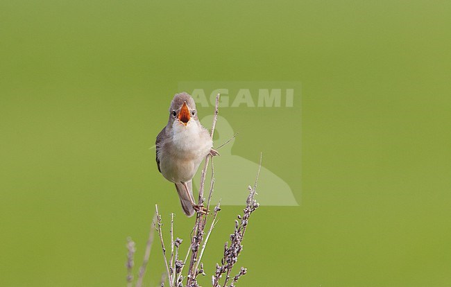 Marsh Warbler (Acrocephalus palustris) perched in scrub at Nordsjælland, Denmark stock-image by Agami/Helge Sorensen,