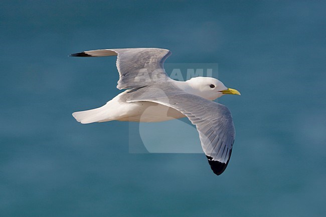 Volwassen Drieteenmeeuw in de vlucht; Adult Black-legged Kittiwake in flight stock-image by Agami/Arie Ouwerkerk,