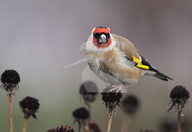 Putter foeragerend op zaden, Goldfinch foraging on seeds stock-image by Agami/Reint Jakob Schut,