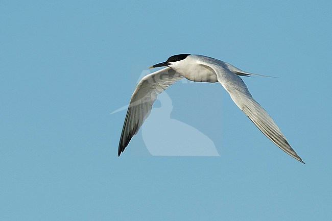 Adult Cabot's Tern (Thalasseus acuflavidus) in flight against a blue sky as background in Galveston County, Texas, USA. stock-image by Agami/Brian E Small,