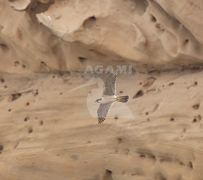 Adult Barbary Falcon (Falco peregrinus pelegrinoides) patrolling in front of breeding locality near Agadir in Morocco. stock-image by Agami/Edwin Winkel,