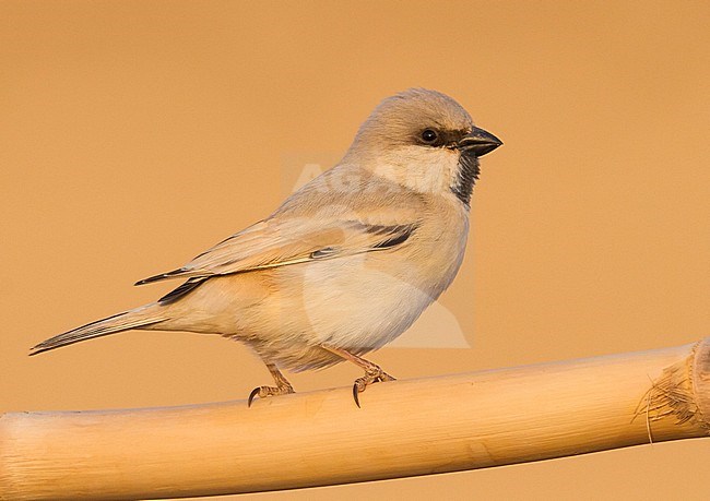 Desert Sparrow - WÃ¼stensperling - Passer simplex ssp. saharae, adult male, Morocco stock-image by Agami/Ralph Martin,