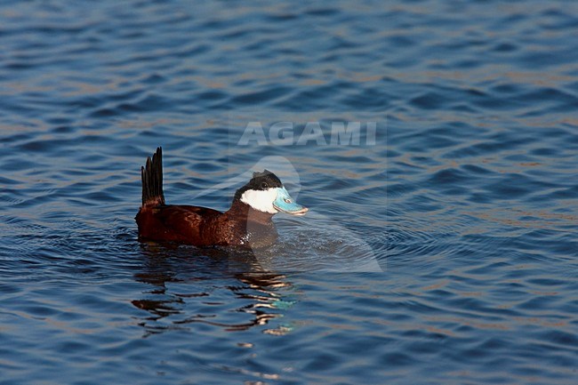 Rosse Stekelstaart, Ruddy Duck, Oxyura jamaicensis stock-image by Agami/Marc Guyt,