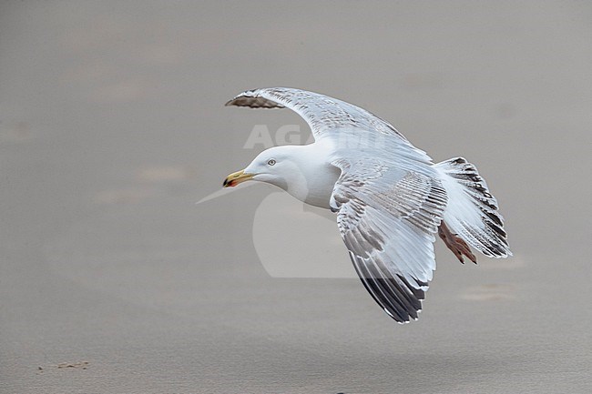 Fourth calender year European Herring Gull (Larus argentatus) in the Netherlands. Landing on the beach. stock-image by Agami/Marc Guyt,