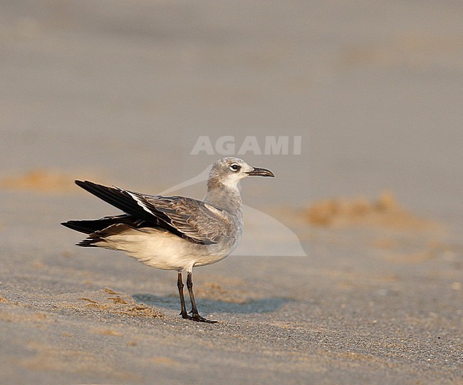 Laughing Gull, Larus atricilla megalopterus, 1stWinter  at Cape May, New Jersey, USA stock-image by Agami/Helge Sorensen,