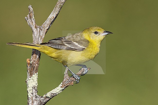 Adult female
Galveston Co., TX
April 2008 stock-image by Agami/Brian E Small,