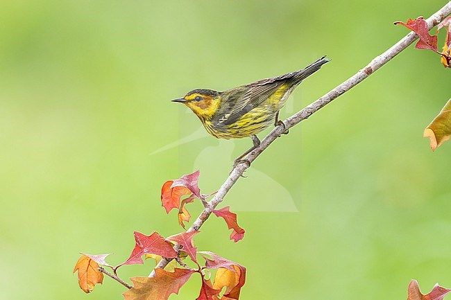 Adult male
Galveston Co., TX
April 2022 stock-image by Agami/Brian E Small,