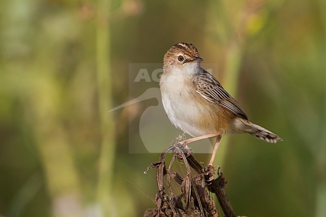 Zitting Cisticola - Zistensänger - Cisticola juncidis ssp. cisticola, Morocco stock-image by Agami/Ralph Martin,