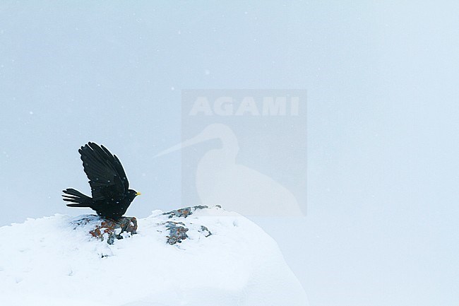 Alpine Chough - Alpendohle - Pyrrhocorax graculus ssp. graculus, Switzerland stock-image by Agami/Ralph Martin,