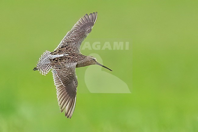 Adult in transition to breeding
Galveston Co., TX
April 2023 stock-image by Agami/Brian E Small,