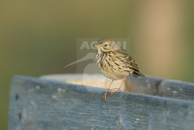 Graspieper op een paal; Meadow Pipit perched on a pole stock-image by Agami/Hans Gebuis,