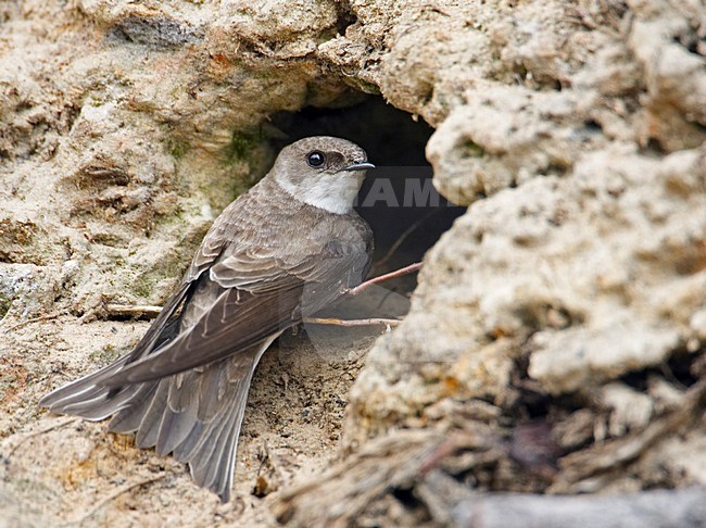 Sand Martin near its nest; Oeverzwaluw volwassen bij zijn nest stock-image by Agami/Markus Varesvuo,