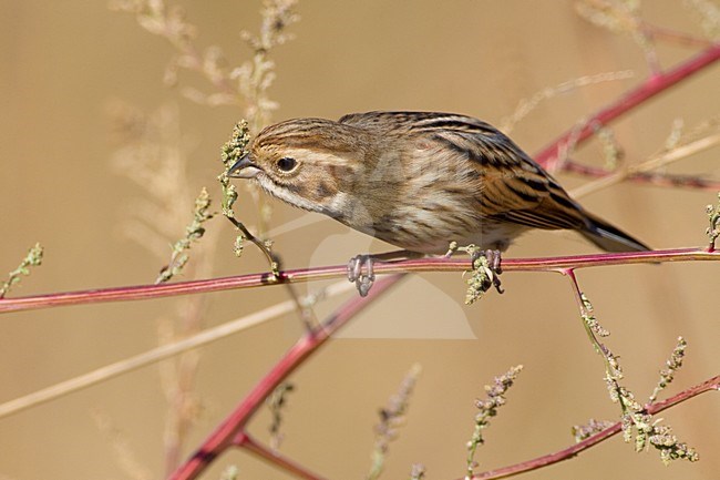 Onvolwassen Rietgors; Immature Common Reed Bunting stock-image by Agami/Daniele Occhiato,