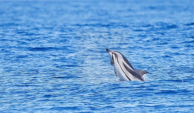 Gestreepte Dolfijnen bij de Azoren; Striped Dolphins (Stenella coeruleoalba) around the Azores stock-image by Agami/Marc Guyt,