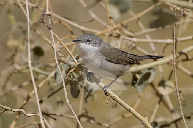 Lesser Whitethroat perched on branch; Braamsluiper zittend op tak stock-image by Agami/Daniele Occhiato,