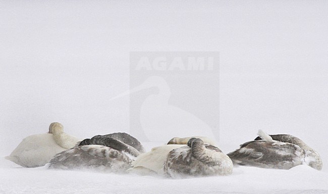 Wilde Zwaan groep zittend op sneeuwgrond; Whooper Swan group resting on snow stock-image by Agami/Rob Riemer,