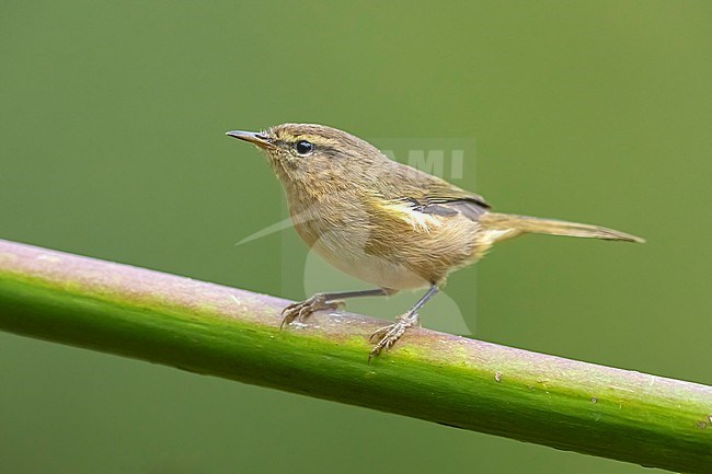 Canary Islands Chiffchaff (Phylloscopus canariensis canariensis) siiting on a plant, Gran Canaria, Canary Islands, Spain. stock-image by Agami/Vincent Legrand,