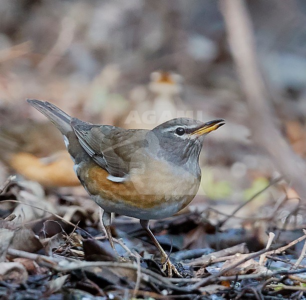Eyebrowed Thrush ( (Turdus obscurus) during spring migration on Happy Island, China, in May 2018. stock-image by Agami/Markus Varesvuo,