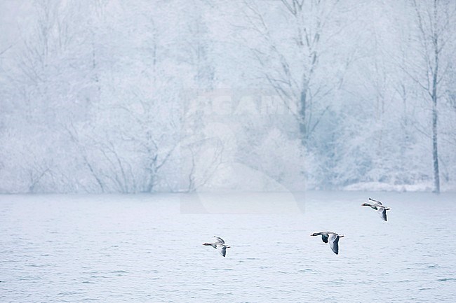 Greylag Goose ( Anser anser ssp. anser) in snow covered France (Alsace). Three geese in flight, going to land. stock-image by Agami/Ralph Martin,