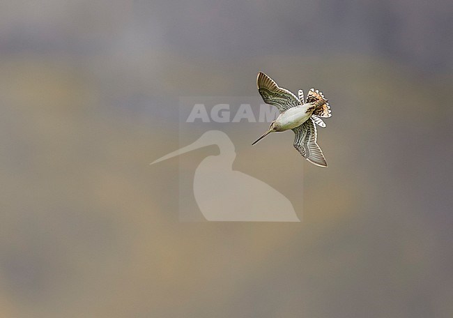 Common Snipe (Gallinago gallinago) in display flight on Iceland. Seen from below, showing spread out tail. stock-image by Agami/Markus Varesvuo,