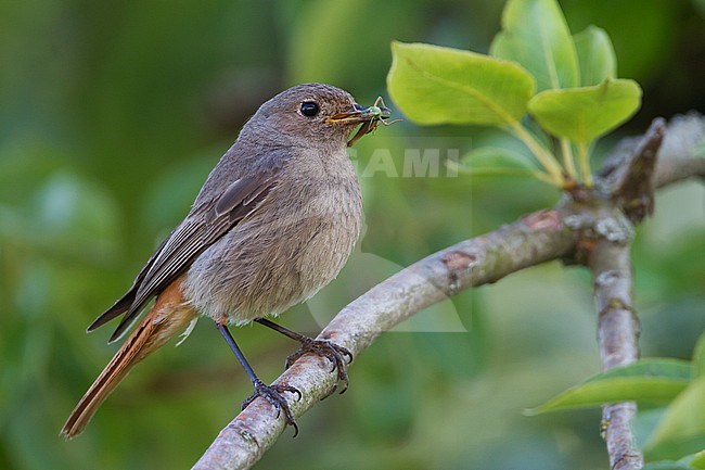 Black Redstart - Hausrotschwanz - Phoenicurus ochruros ssp. gibraltariensis, Germany, adult female stock-image by Agami/Ralph Martin,