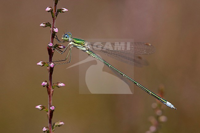 Imago Tengere pantserjuffer; Adult Small Spreadwing; Adult Small Emerald Damselfly stock-image by Agami/Fazal Sardar,