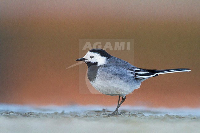 Witte Kwikstaart zittend op grond; White Wagtail perched on ground stock-image by Agami/Menno van Duijn,