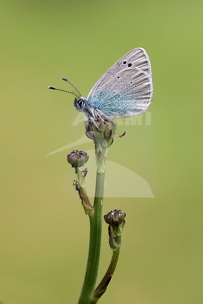 Green-underside Blue, Glaucopsyche alexis stock-image by Agami/Wil Leurs,