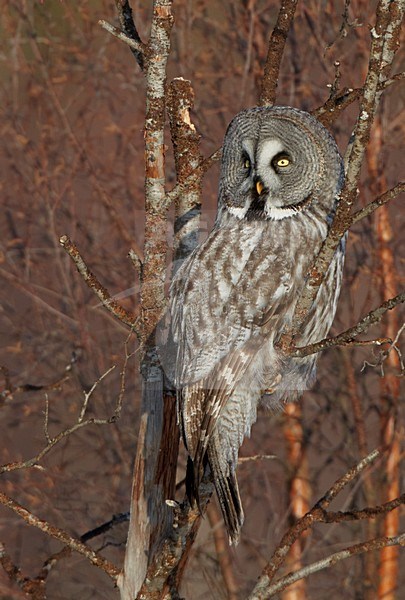 Laplanduil zittend in een boom, Great Grey Owl perched in a tree stock-image by Agami/Markus Varesvuo,