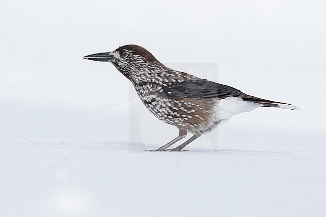 Spotted Nutcracker (Nucifraga caryocatactes) sitting in the snwo in  alpin forest of Switzerland. stock-image by Agami/Marcel Burkhardt,