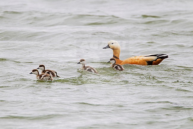 Swimming Ruddy Shelducks (Tadorna ferruginea) in a freshwater lake at Weurt, Gelderland, the Netherlands. Adult male together with several young chicks. stock-image by Agami/Harvey van Diek,