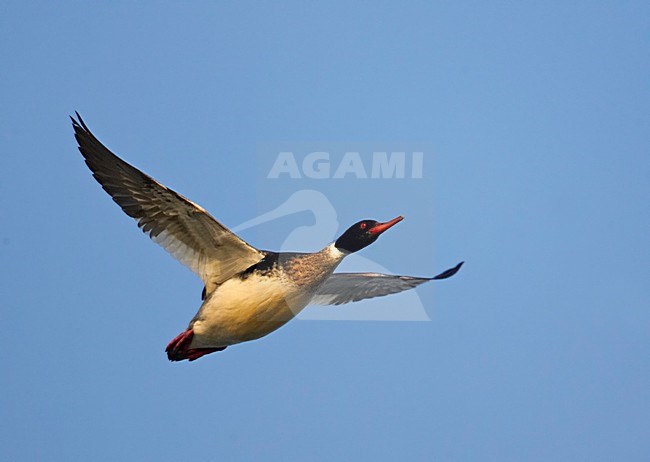 Mannetje Middelste Zaagbek vliegend; Male Red-breasted Merganser in flight stock-image by Agami/Markus Varesvuo,