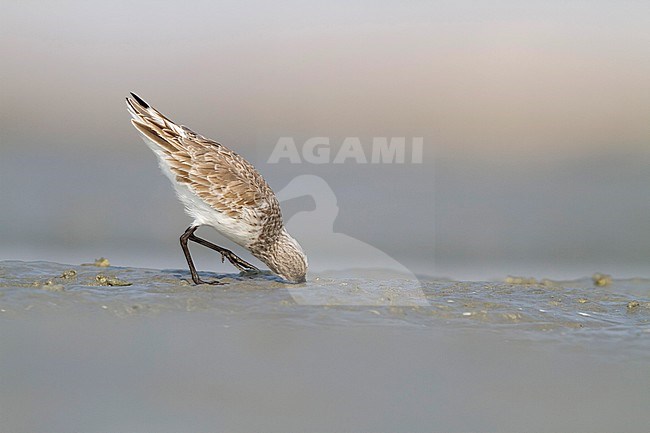 Curlew Sandpiper - Sichelstrandläufer - Calidris ferruginea, Oman, adult nonbreeding plumage stock-image by Agami/Ralph Martin,