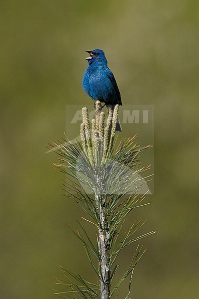 Indigo Bunting (Passerina cyanea) singing from pine tree in Long Pont, Ontario, Canada. stock-image by Agami/Glenn Bartley,